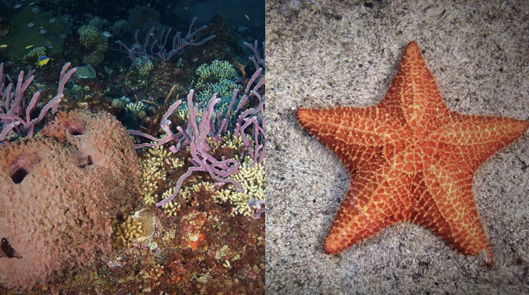 Sea Sponge and starfish