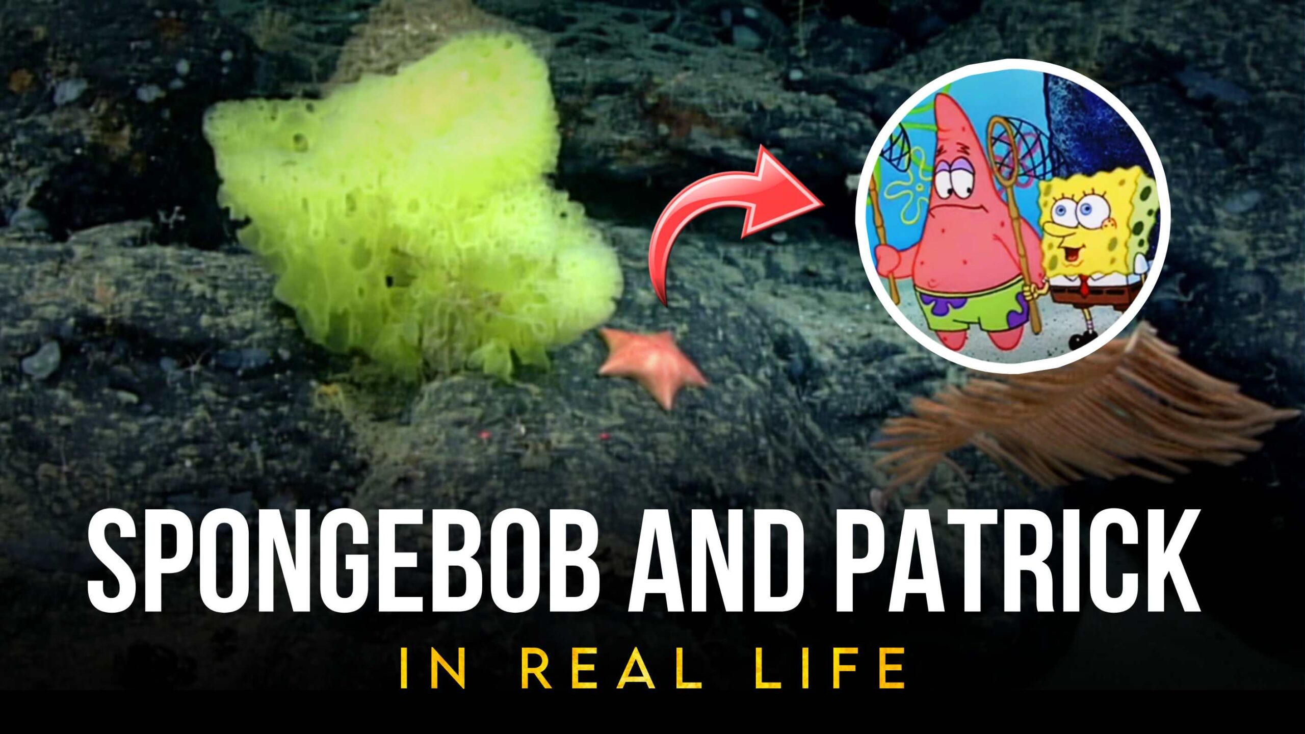 Real-Life SpongeBob and Patrick in the Ocean
